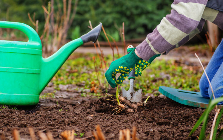 A woman preparing on how to get garden ready for fall season by organizing and maintaining plants.