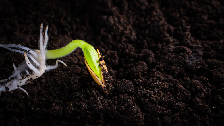 Worm castings as organic fertilizer, enhancing soil health and boosting plant growth naturally.